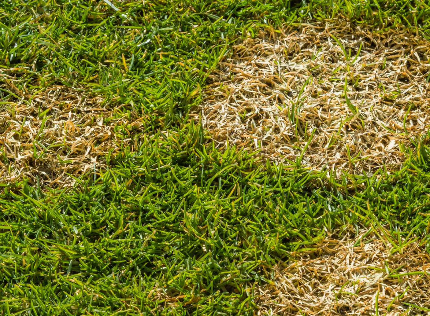 Lawn Disease Control